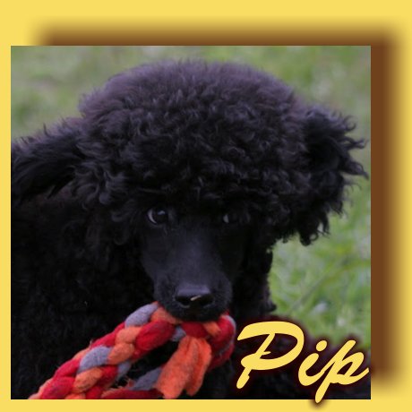 Pip