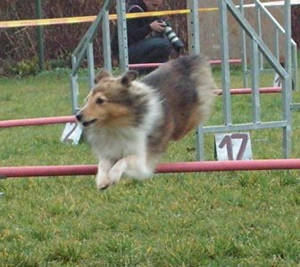 Tassy - Queen Christine z Arcamony