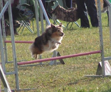 Tassy - Queen Christine z Arcamony