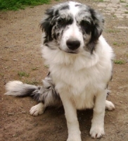 Anny Stříbrný permoník