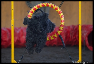 Fido, portugalský vodní pes