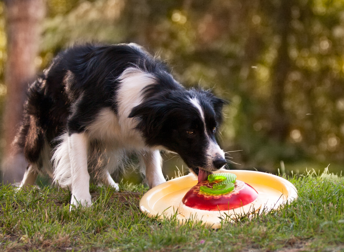 Čenich slavííííí