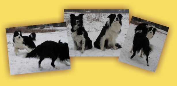 Cheese it a Benettka